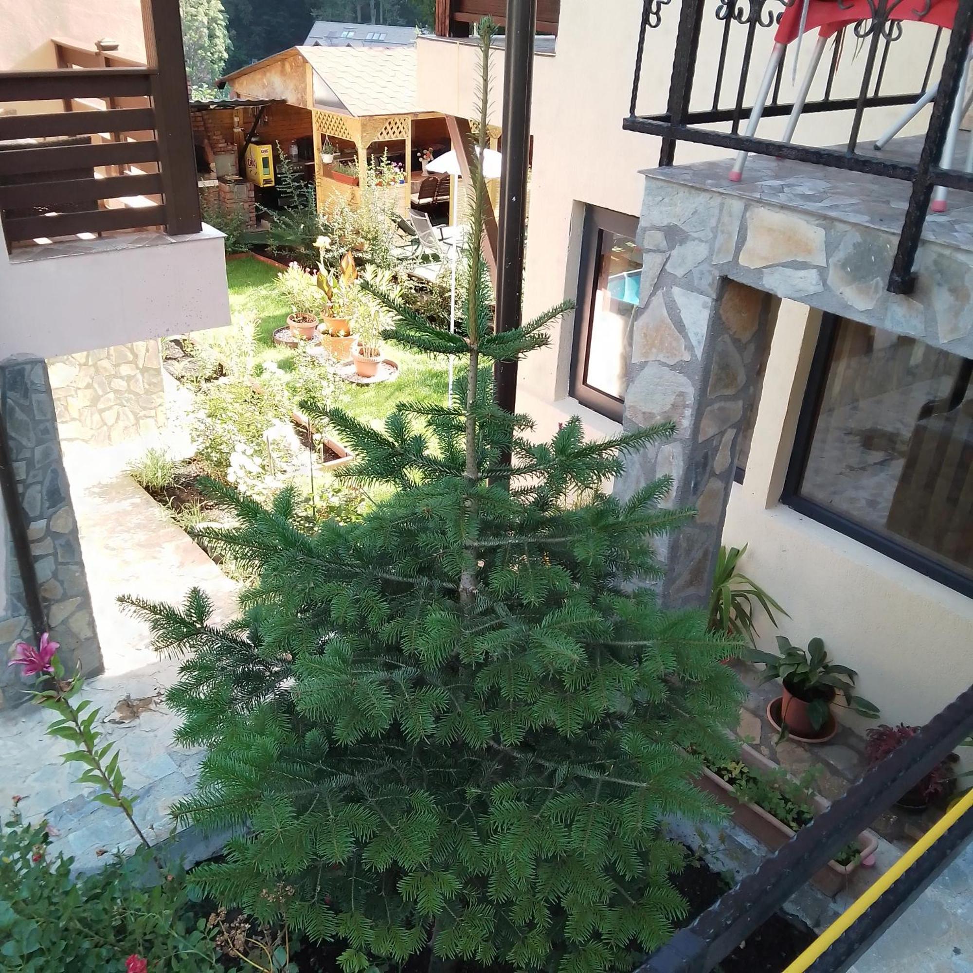 Casa Nicolas Buşteni Buitenkant foto